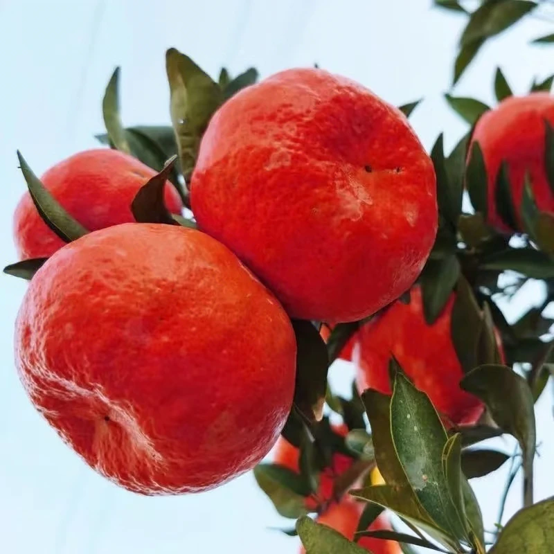 （香彬农品阁）农家自种新鲜老品种红橘不催熟打蜡汁水足现摘现发