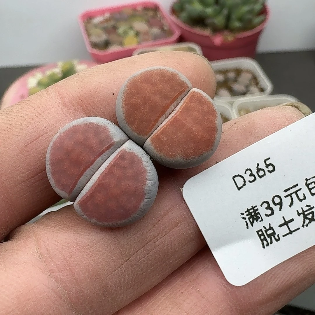 365多肉人哈哈哈哈哈哈