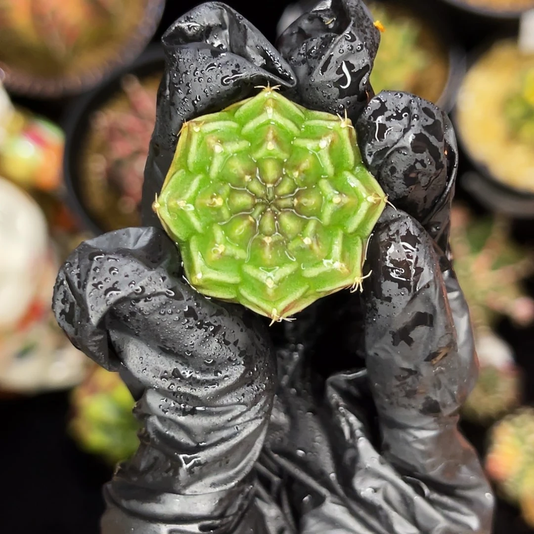 梦想 一物一拍 脱土