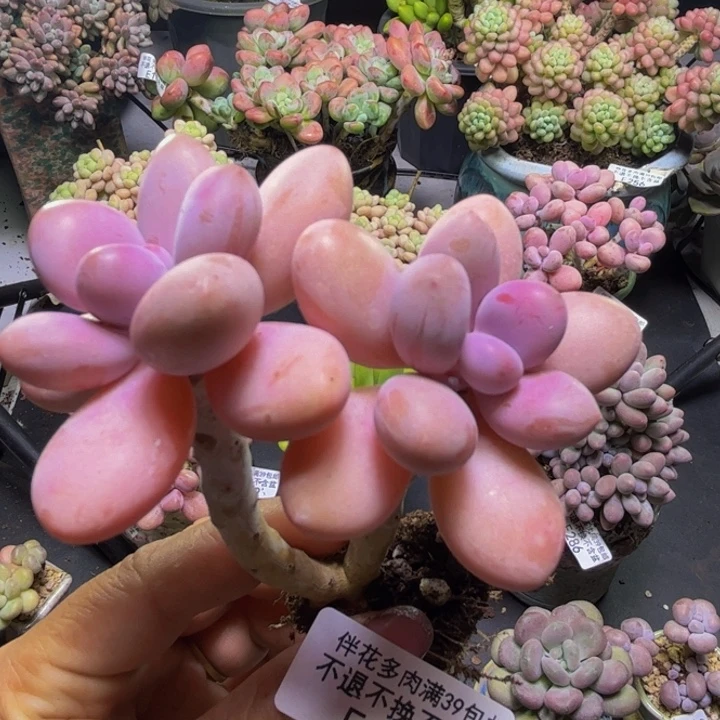 糖果桃蛋333/7cm多肉