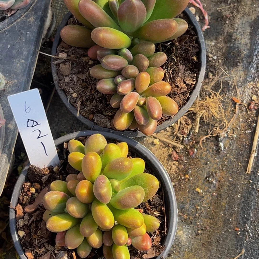 半***田6021和6822号下午多肉植物群生