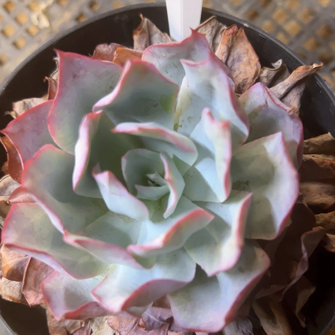 小蓝光