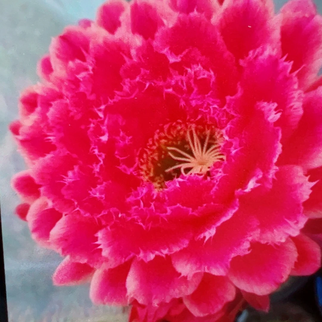 毛花柱 蒙娜丽莎 侧芽 满20包邮