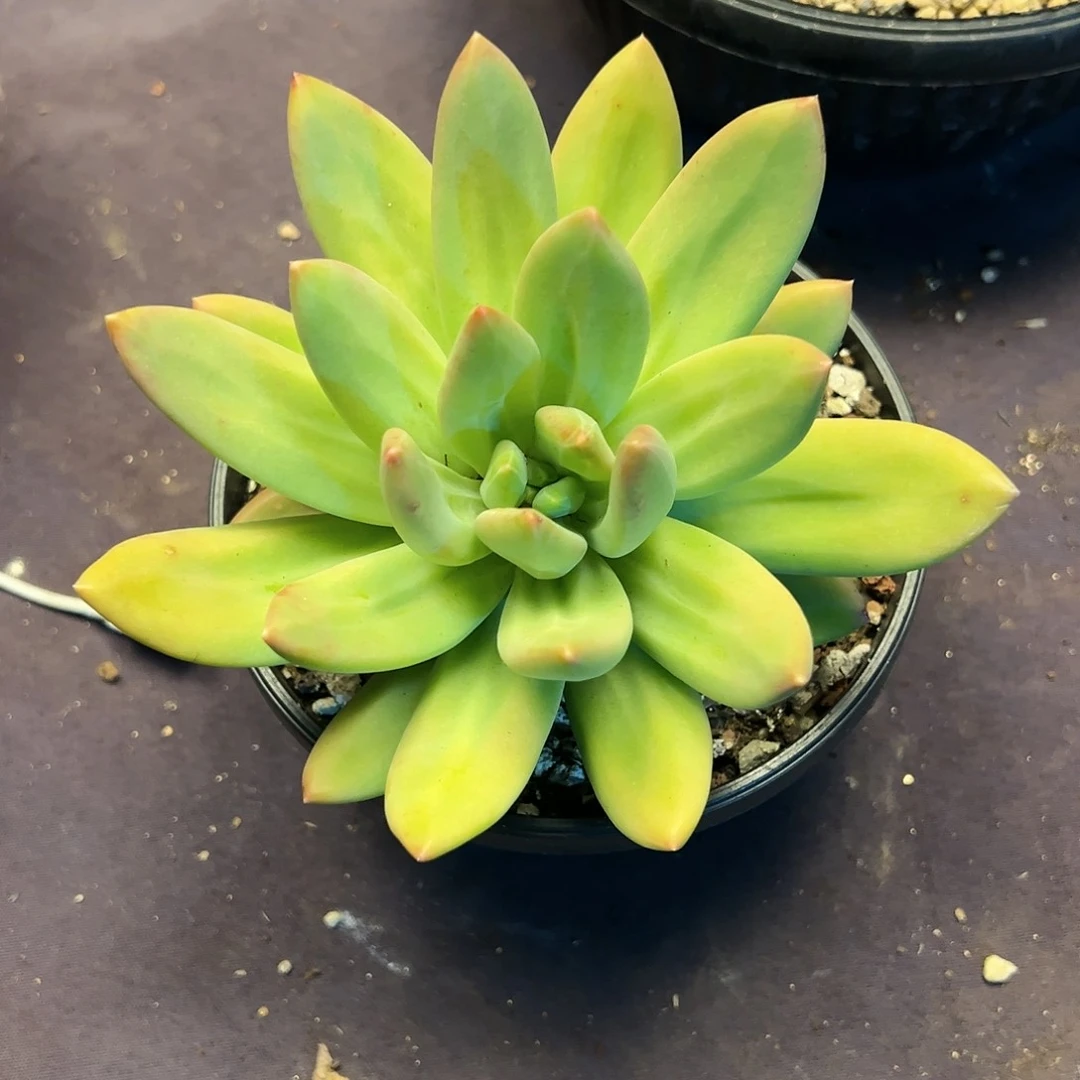 【闪购商品】海洋单头