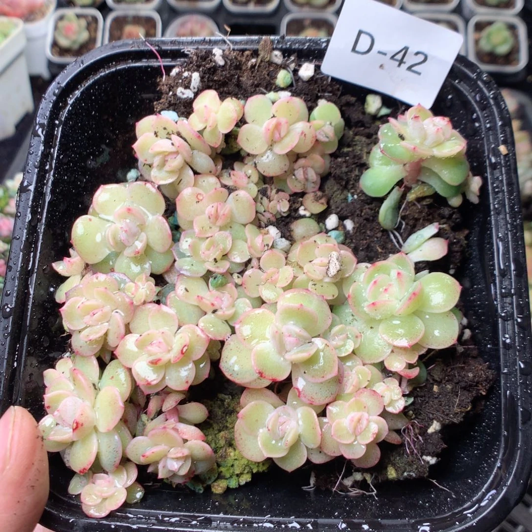 无花朵D42。干冰yyyyyyy