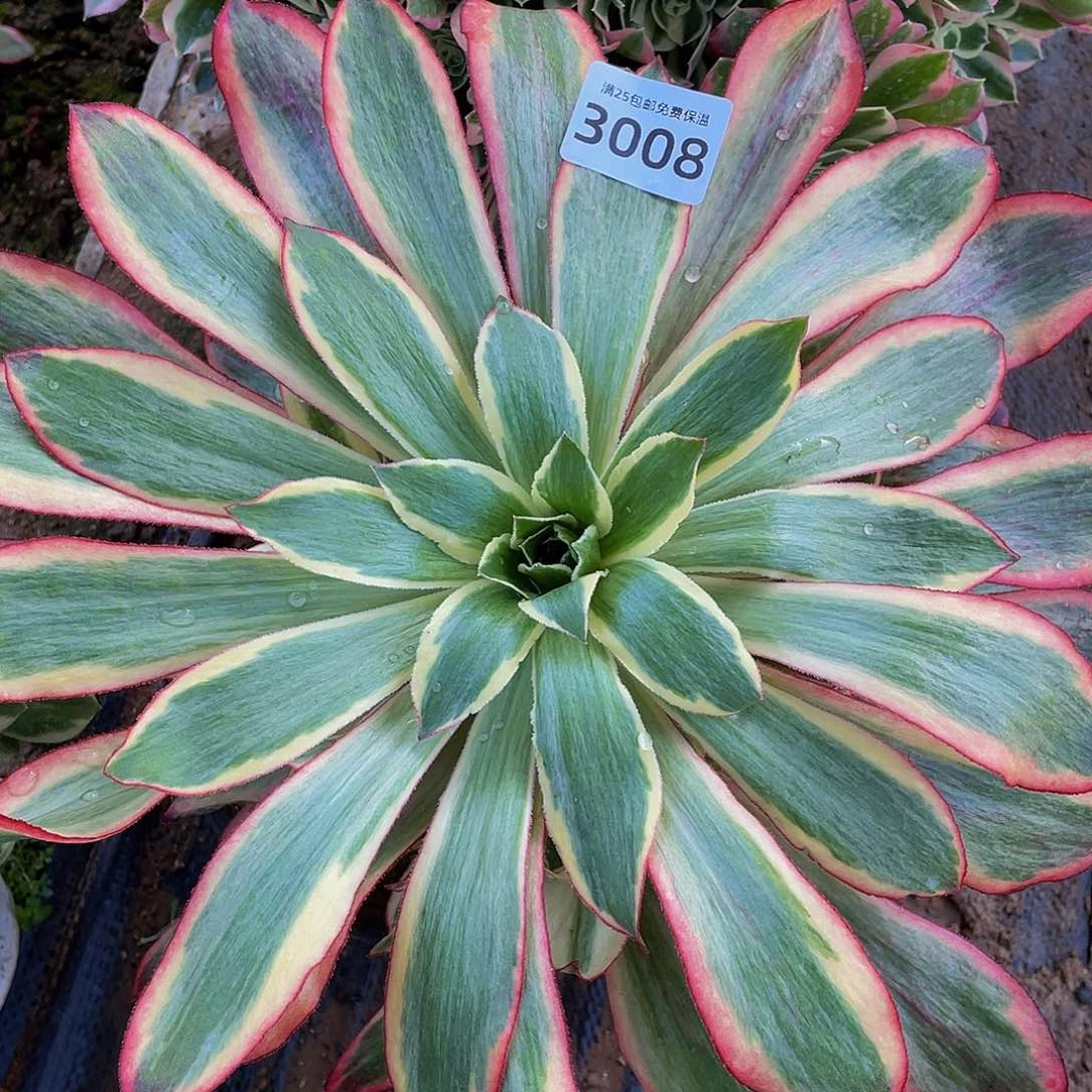 3008魅影大手捧多肉植物