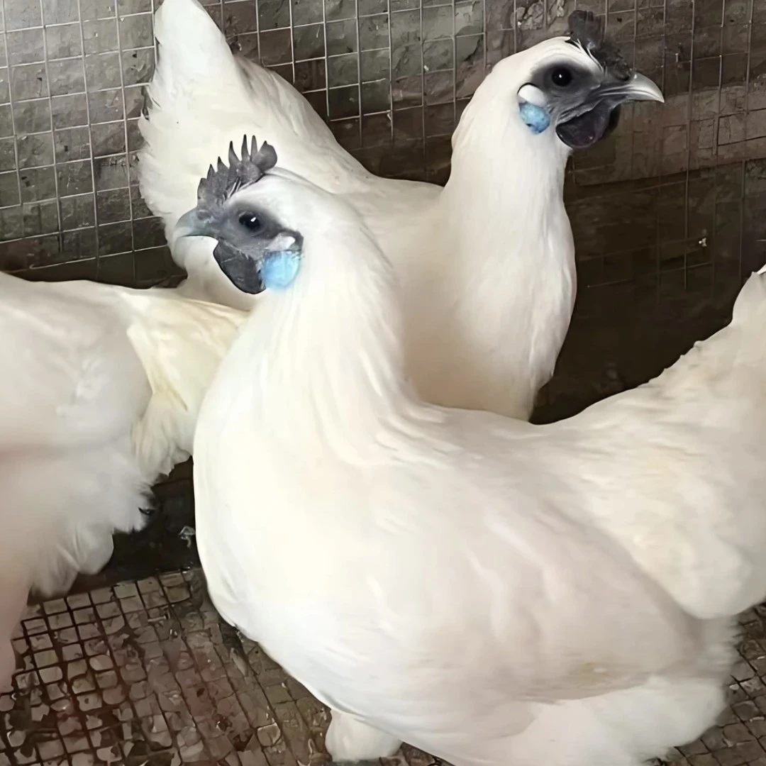 江山白鸡乌骨鸡宠物鸡一斤左右活体包邮