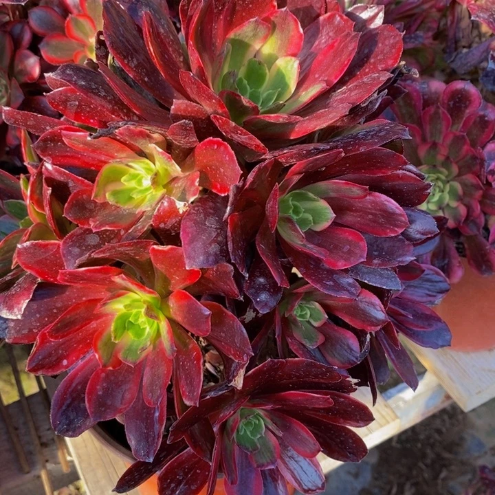 执****想赤霞飞多肉1颗1颗