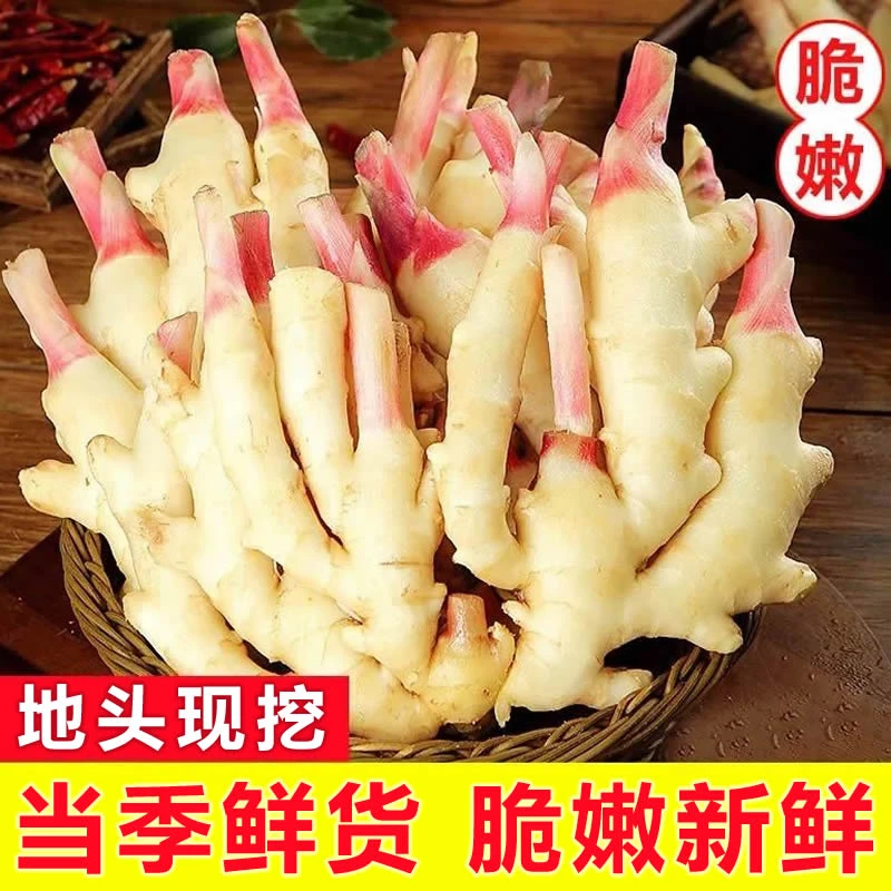 新鲜山东嫩姜仔姜子姜做糖醋姜泡姜鲜嫩农家黄姜现挖现发