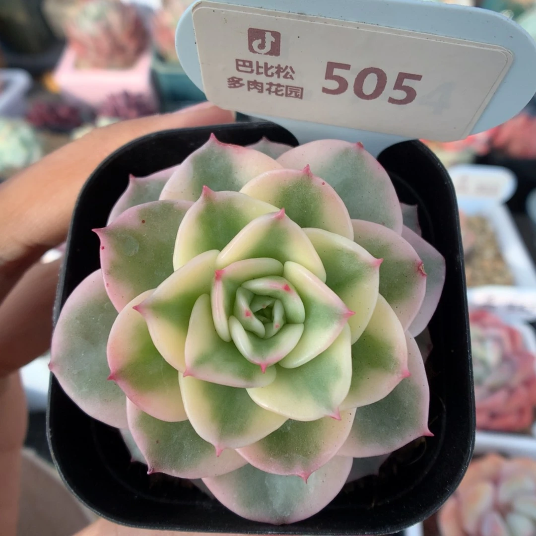 505蜡牡丹锦多肉植物