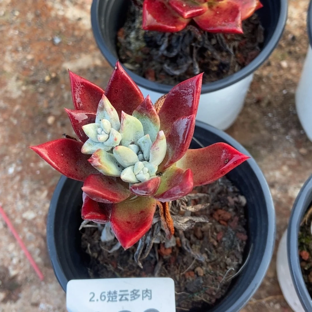 029厚叶玫瑰多肉植物