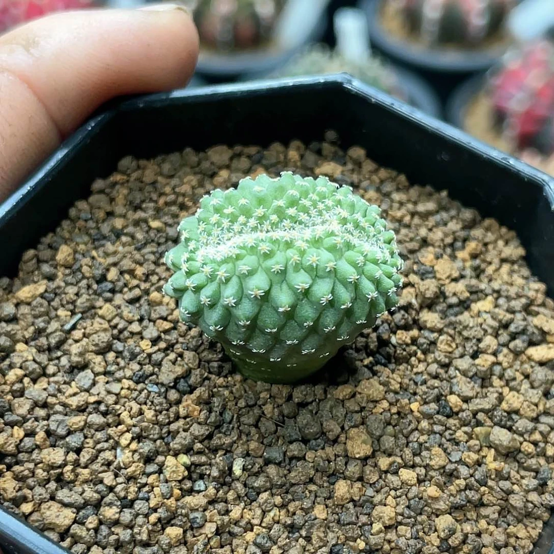 实生根系，菊水缀化