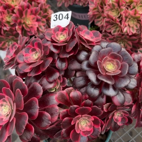 304凤冠处理有断枝