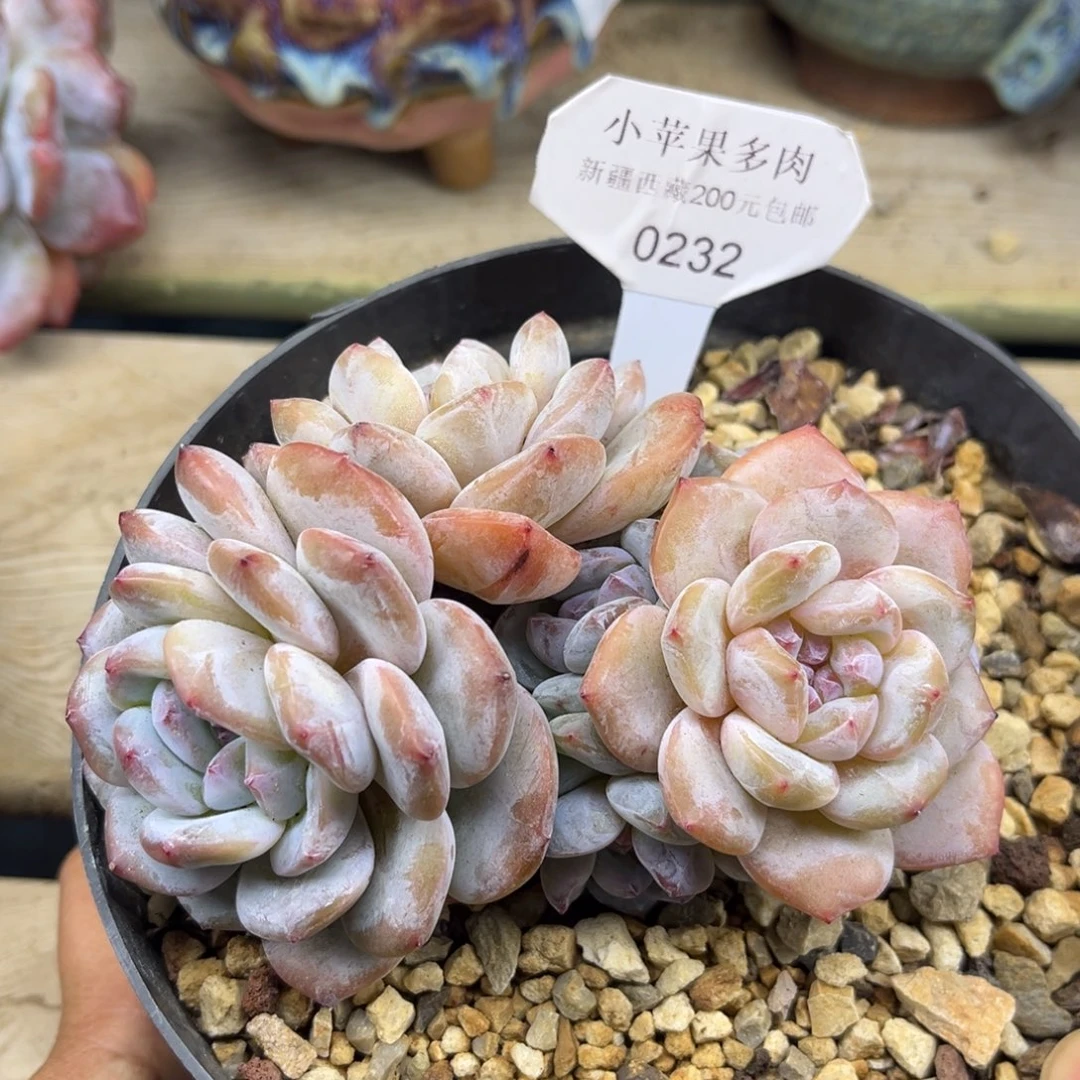 黄底紫心232/12cm3头带崽