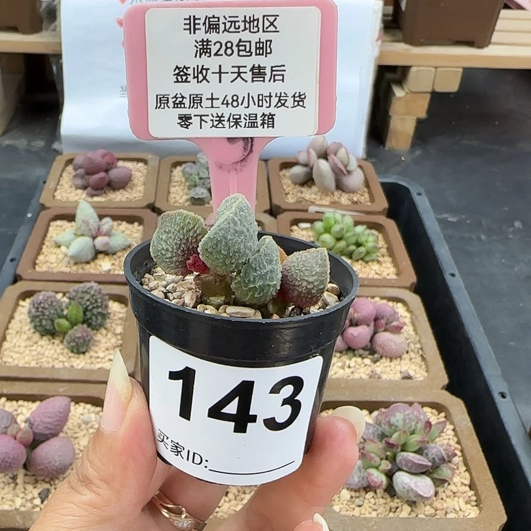 冰***酱143司音多肉植物