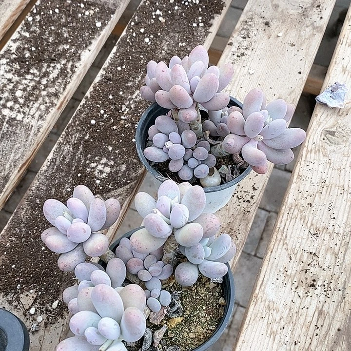 香**香4-26号一物一拍汤圆