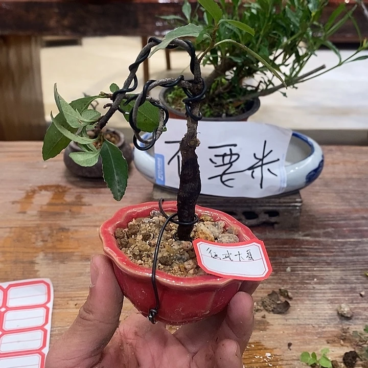 惩***戒完全开放海岛春花