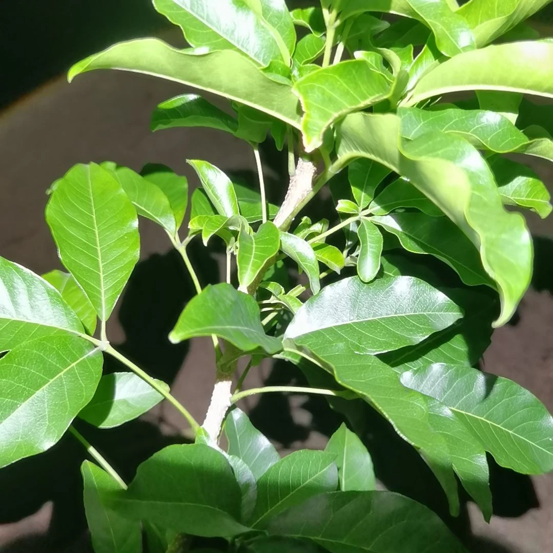 骏***飞当前无花栽培后可以开花