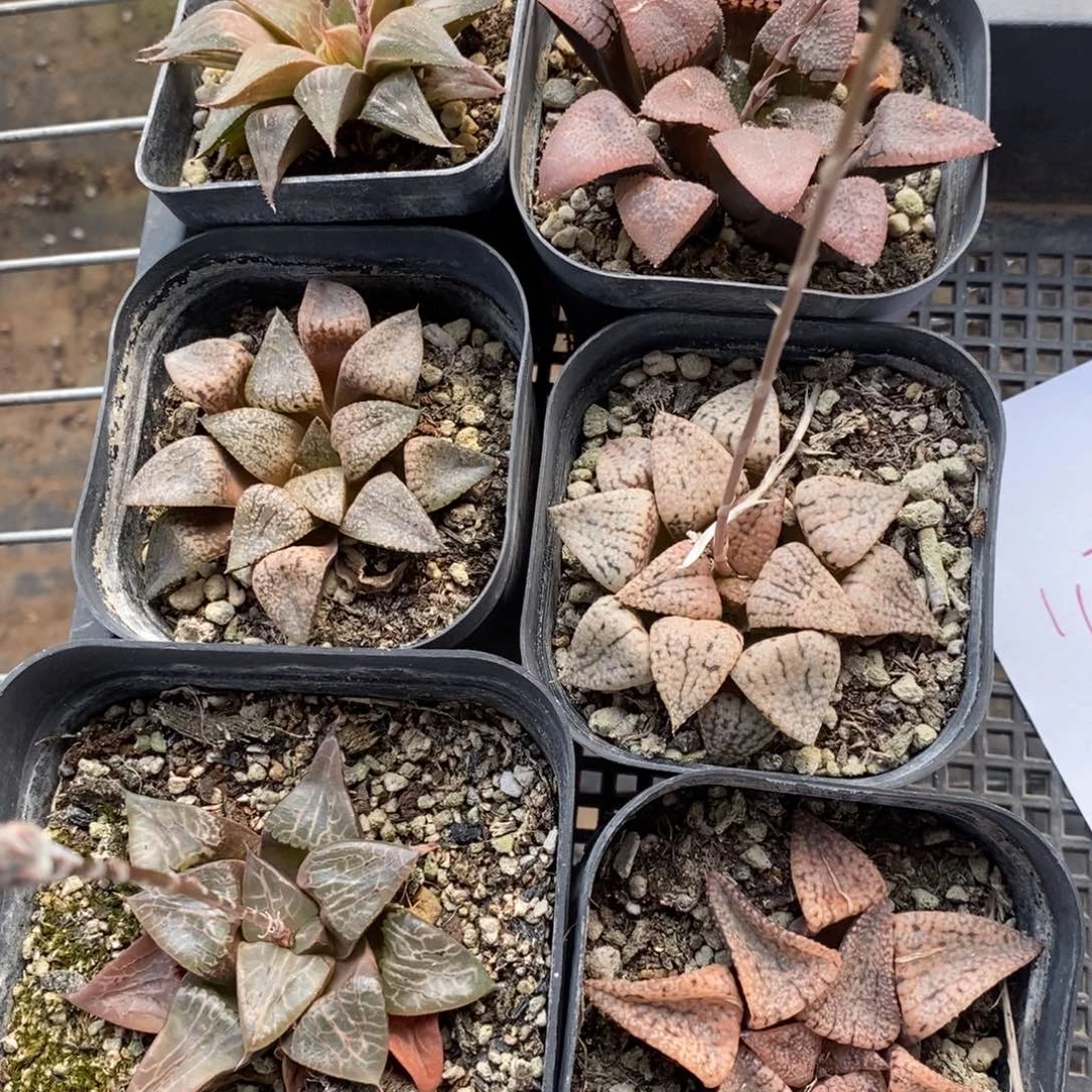 1132一组一组6颗