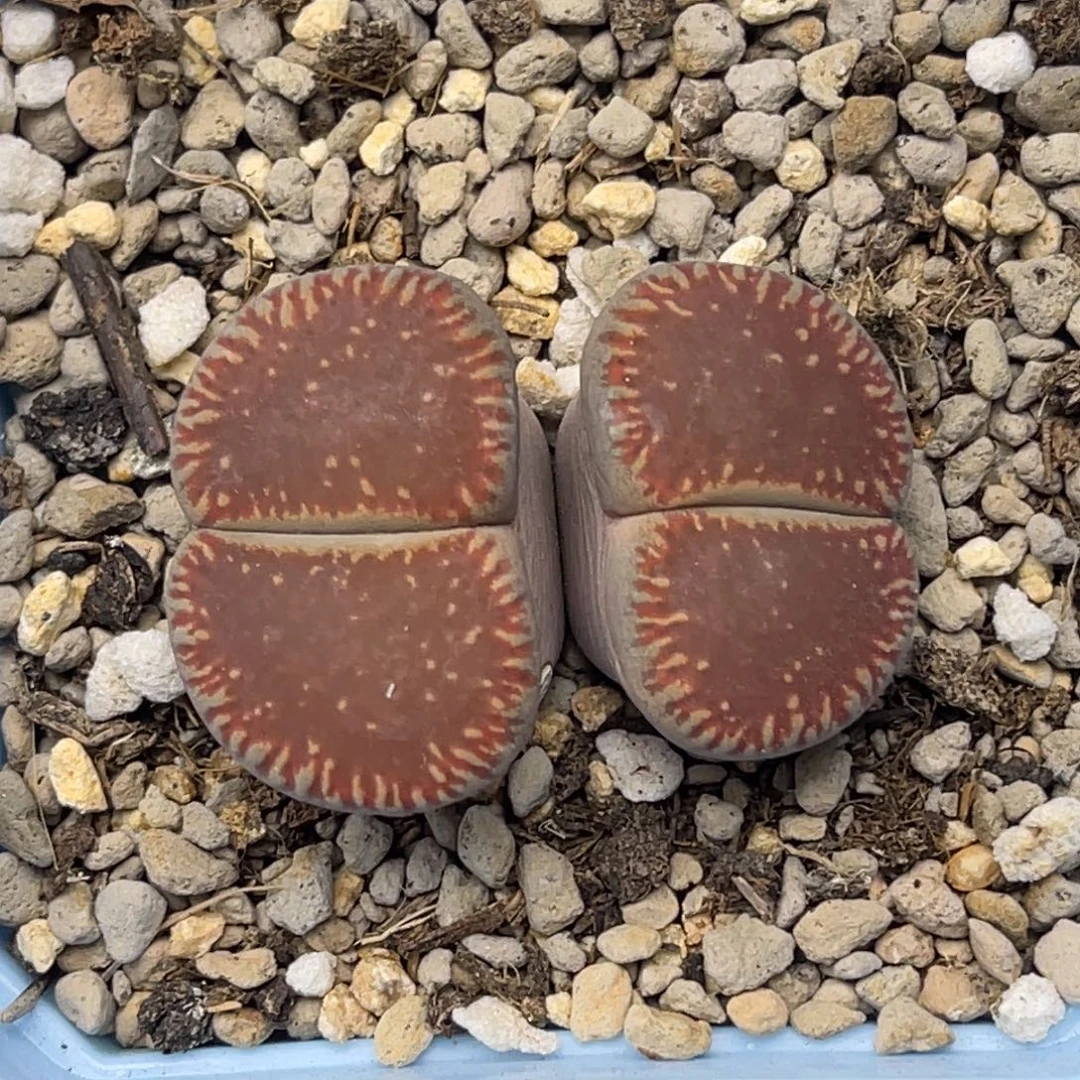 4862双头红流水一颗