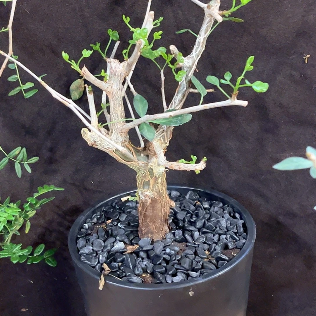 潮流植物小叶芳香，实生