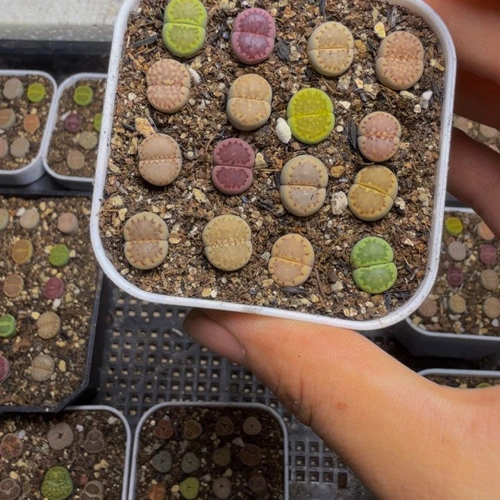 双***耳多肉植物的生长发育118