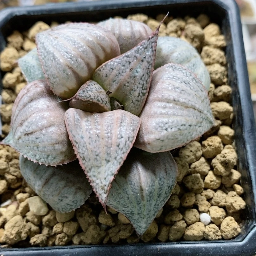 【闪购商品】1泰姬陵