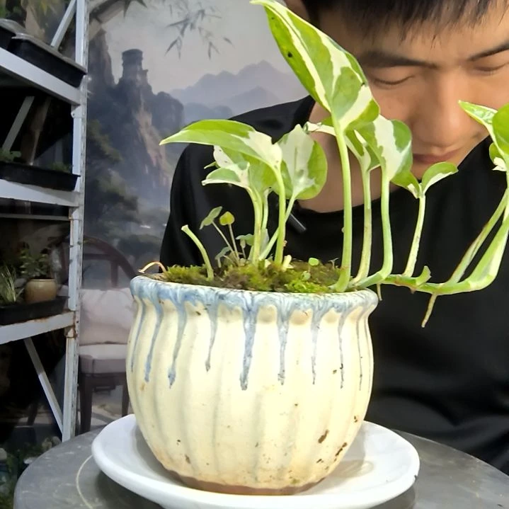 筠中青园艺一物一拍95