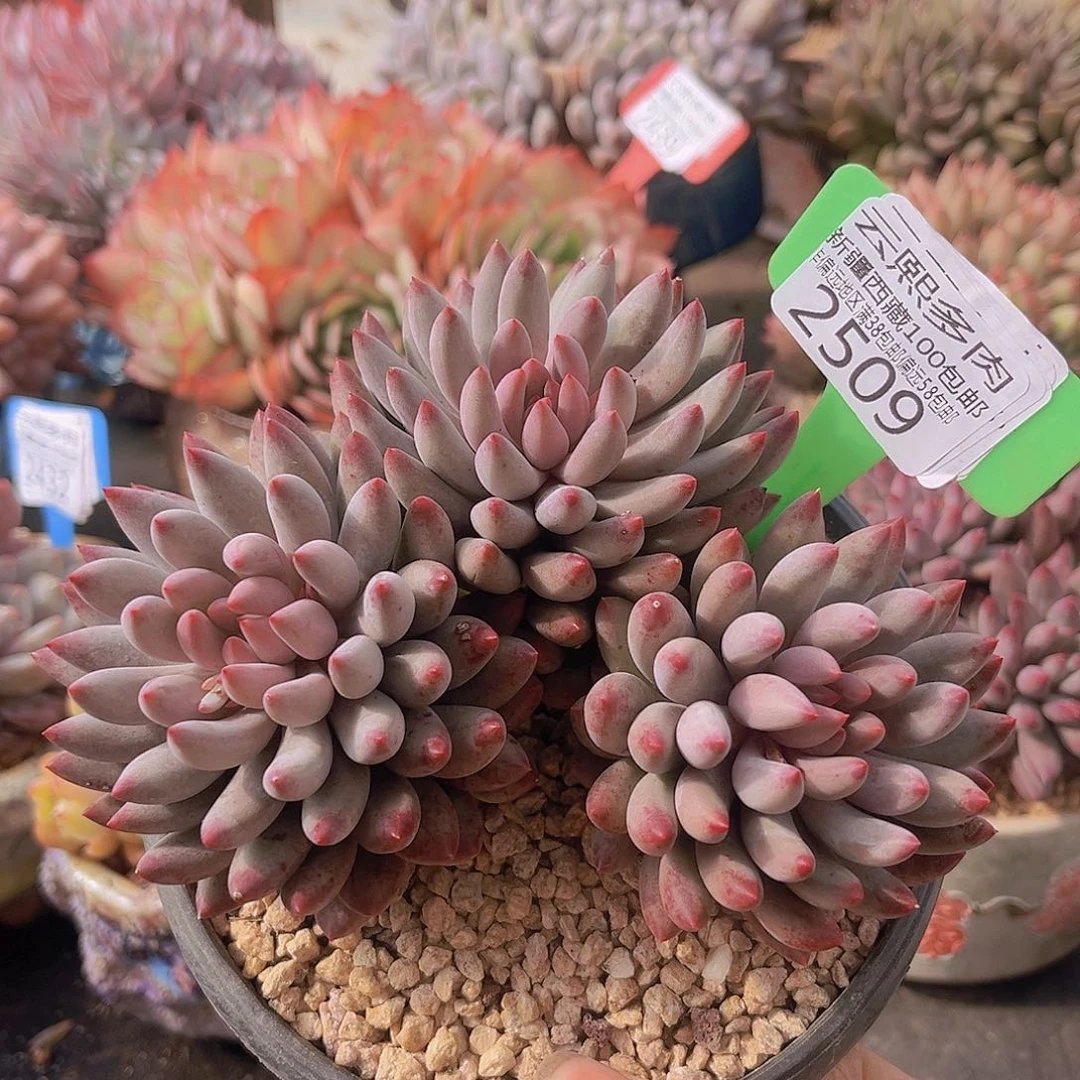 2509虞美人有砍，多肉植物