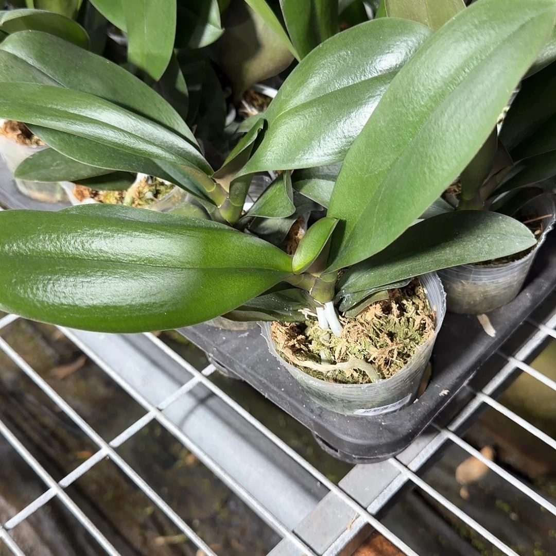 无花朵拉斯维加斯