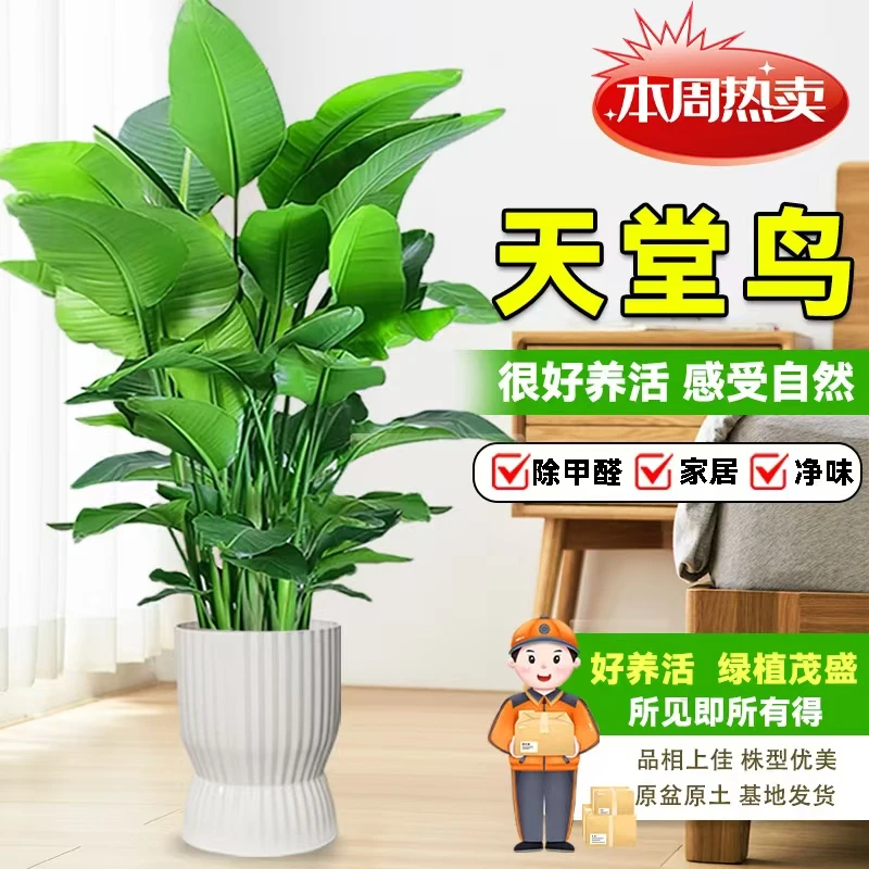 【顺丰京东快递 送货上门】A级老桩精品天堂鸟美观净化空气新手绿植