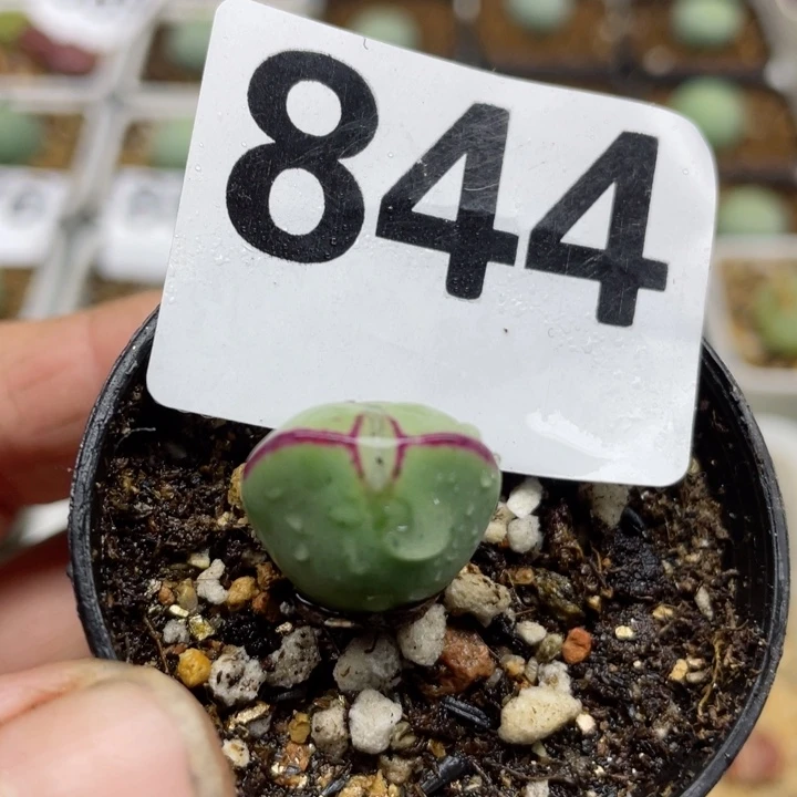 844红边少将带盆