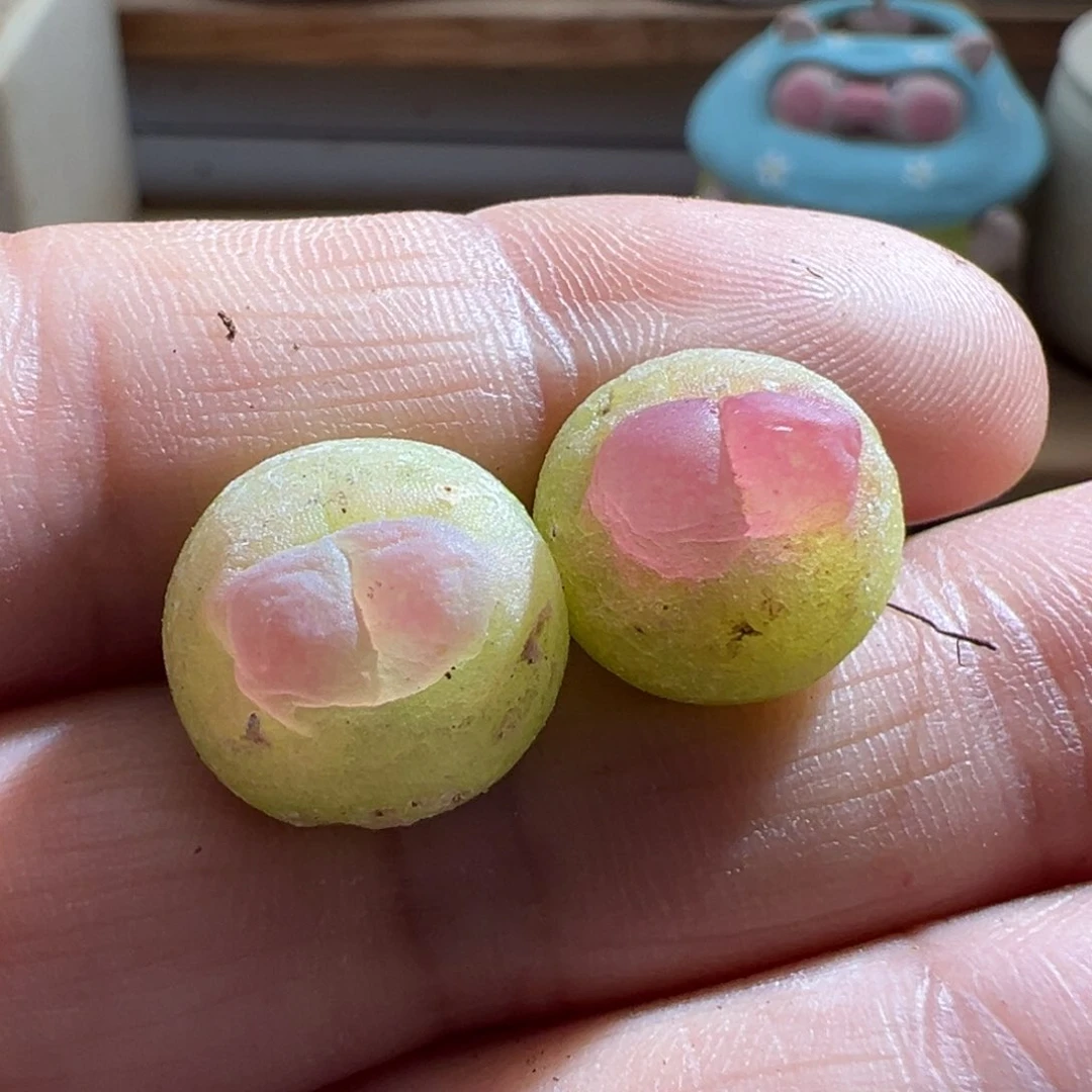 29。青蛙种源ef534大王拉登两颗