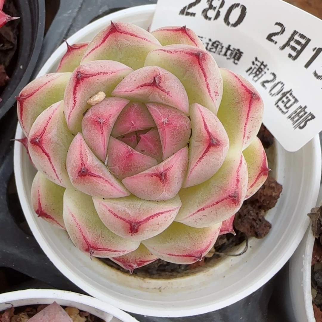 花语逸境0213-280