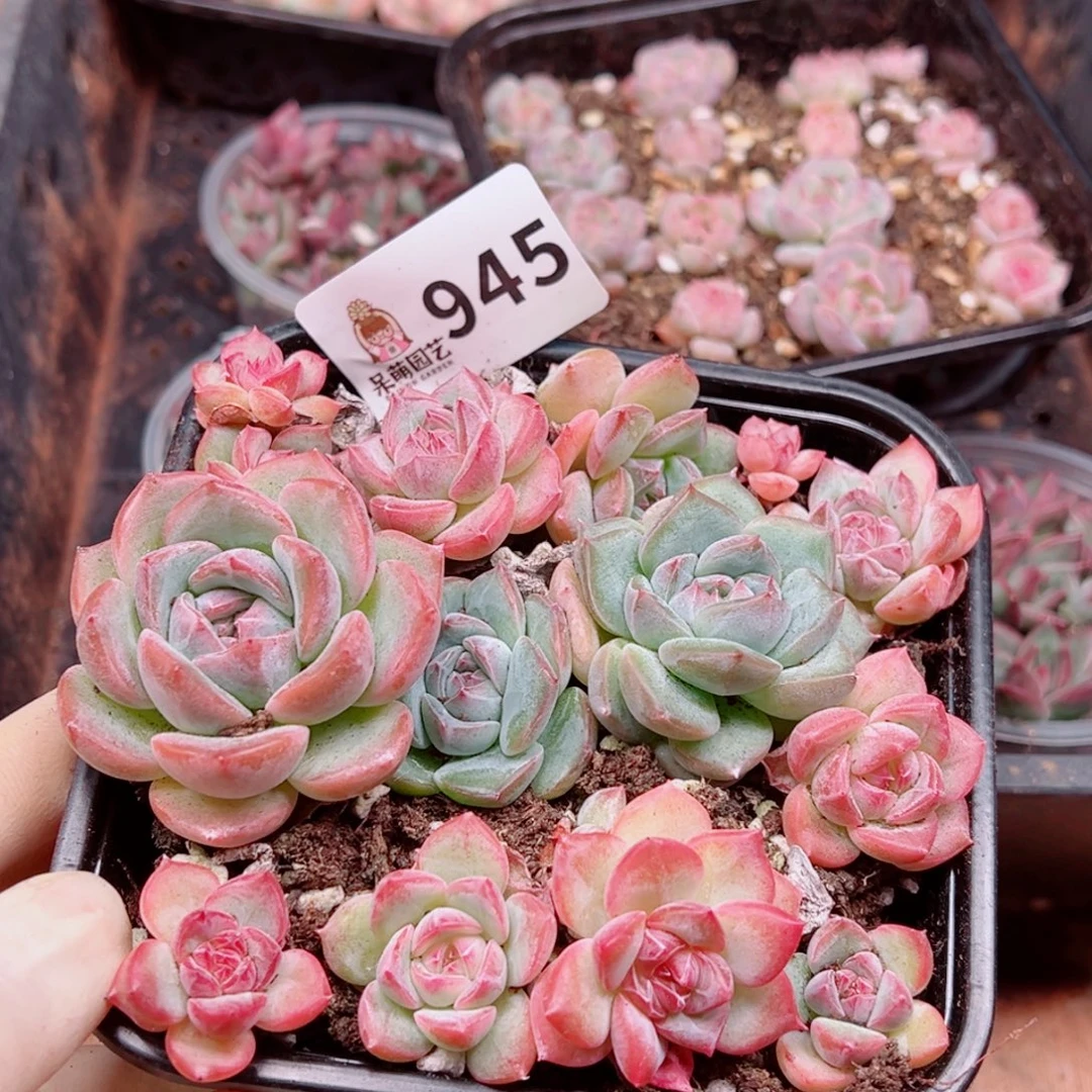 多肉植物多肉植物