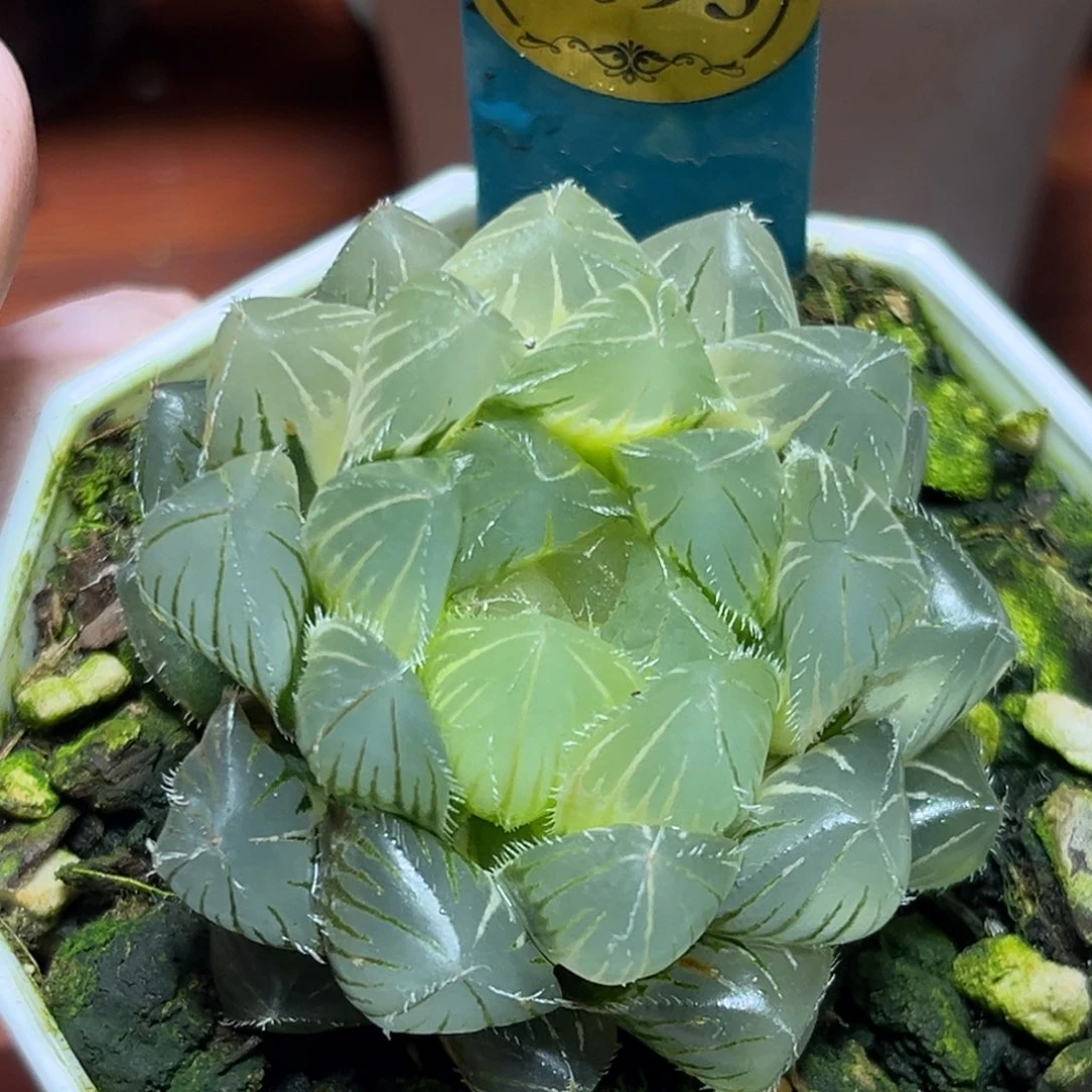 恭喜发财大吉大利0093赤线