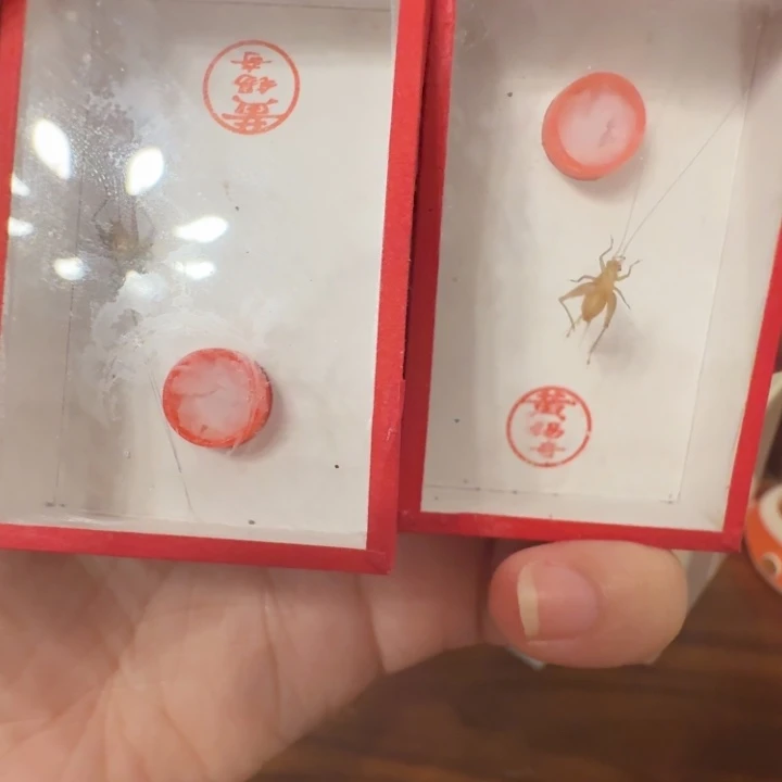过冬中黄2只合适好看