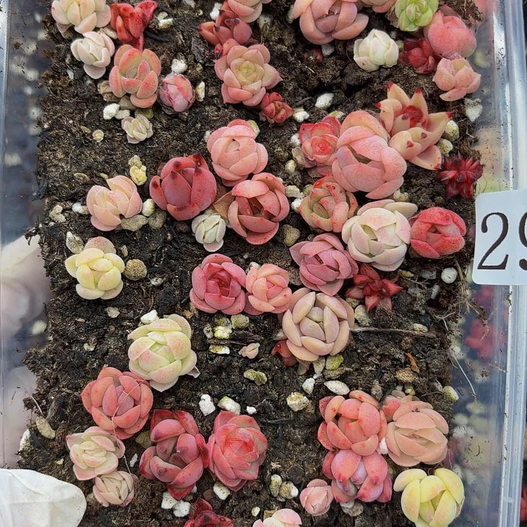 多肉植物多肉植物292