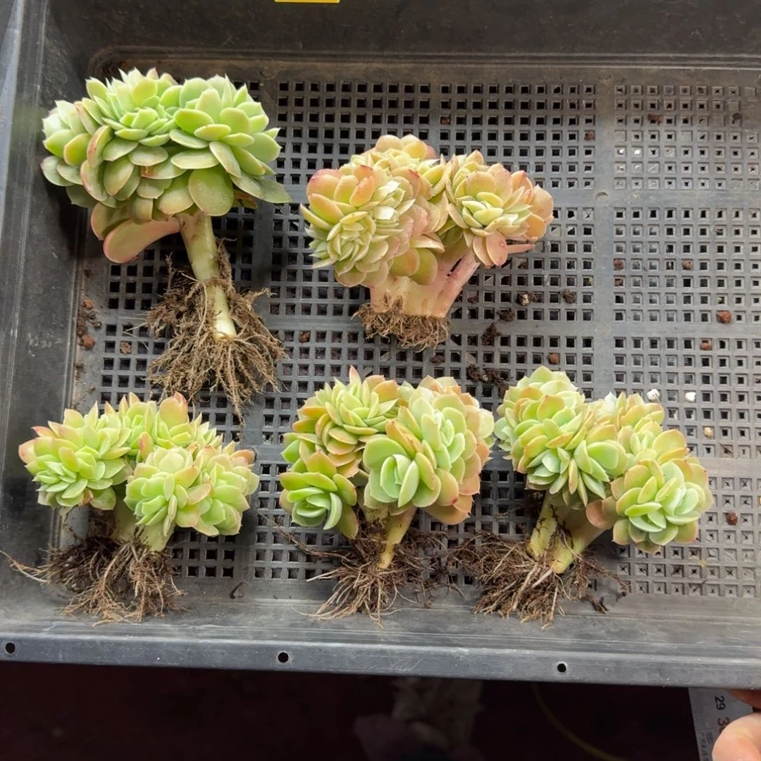 葫***子星娜塔缀化5颗一起一物一拍50