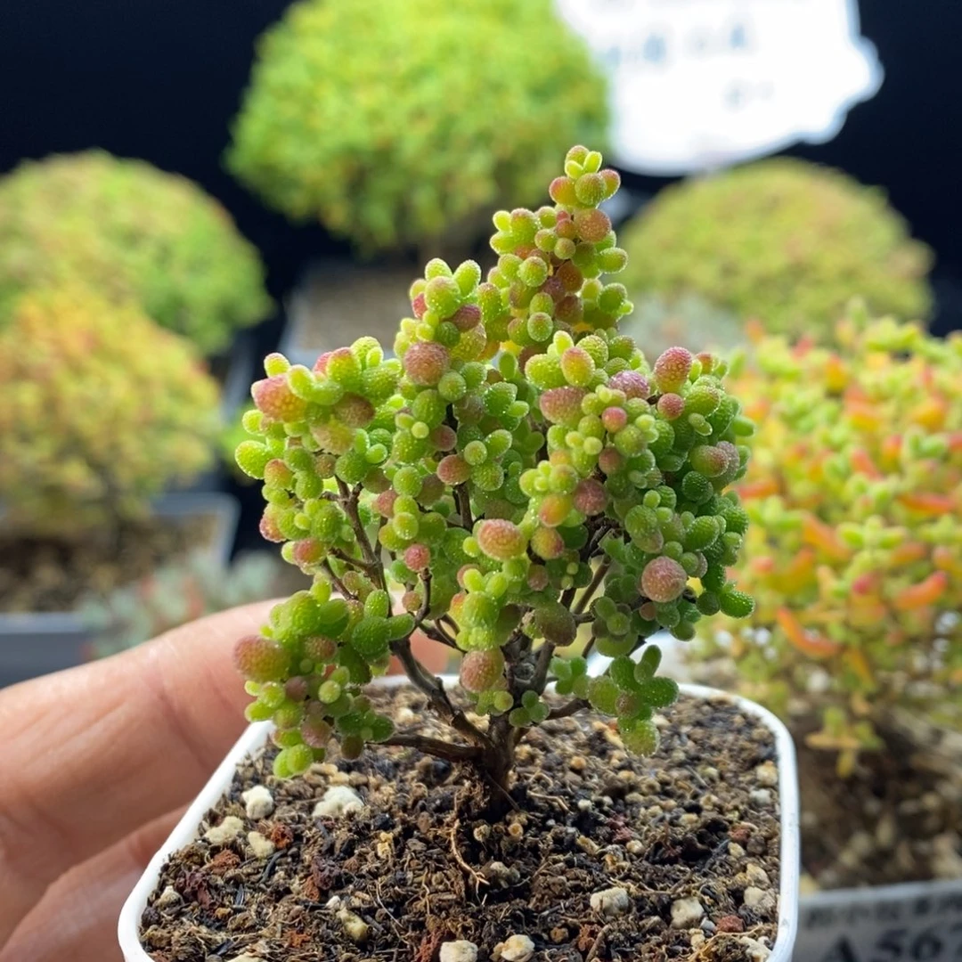 金***0585蜜橘糖球。
