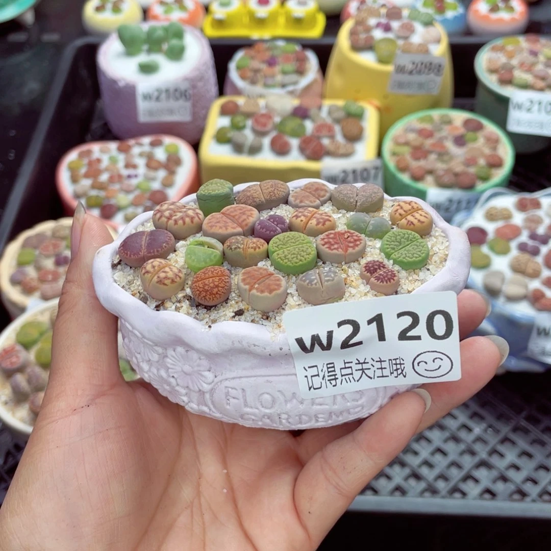 w2120 带盆土发货一物一拍