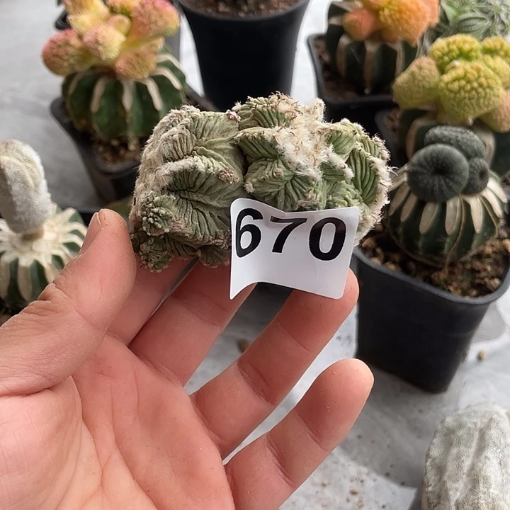 完全开放670老花龙