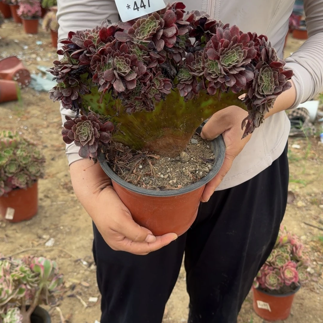 447欧嘉莉缀多肉植物