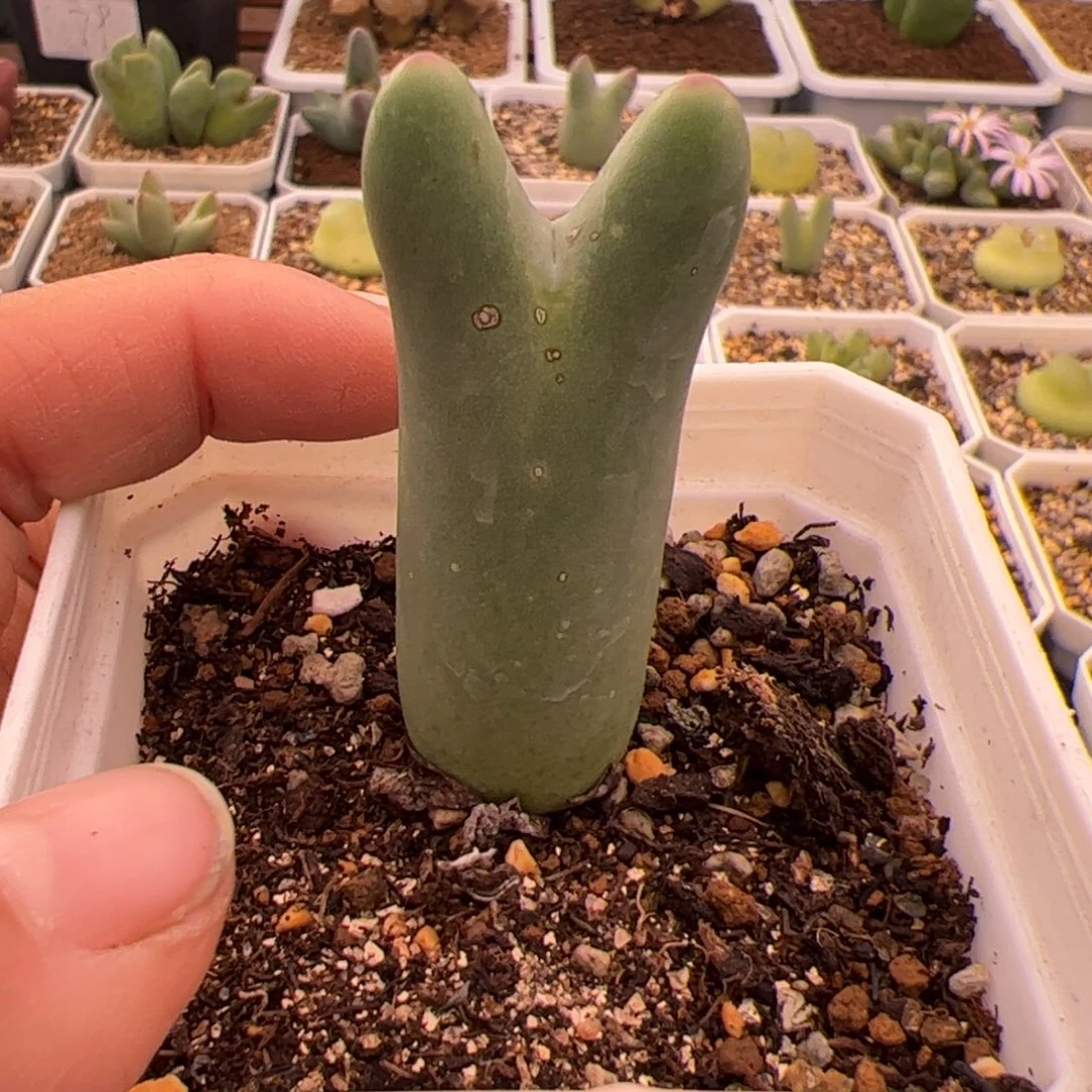 67号皮卡丘12.29多肉