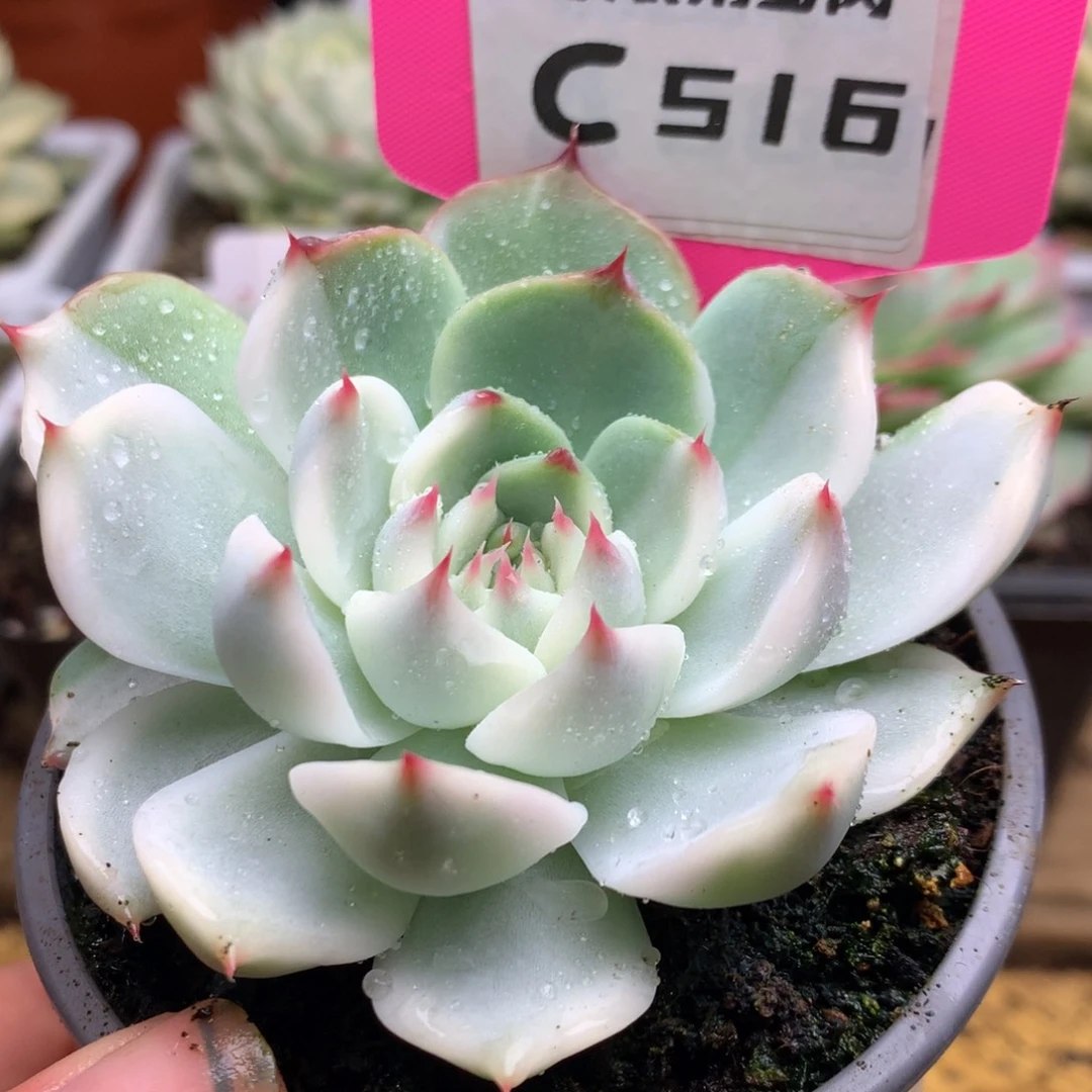 516娃娃hi哈哈哈哈