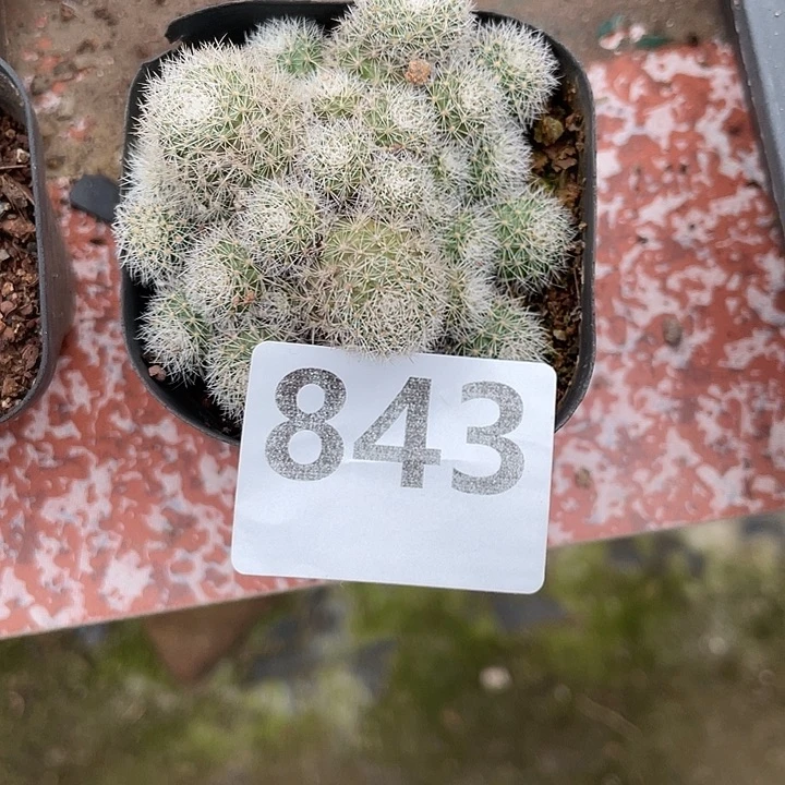 ^***厚843号香格里拉大群 包邮仙人球