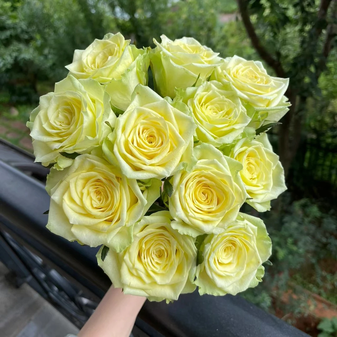 军哥【双子座】切花玫瑰花苗