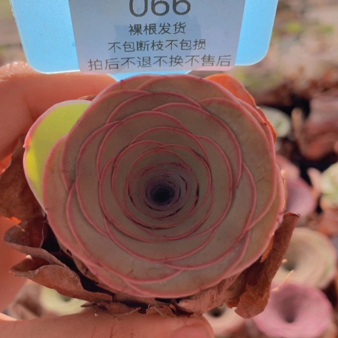 山地玫瑰066裸根发货不售后