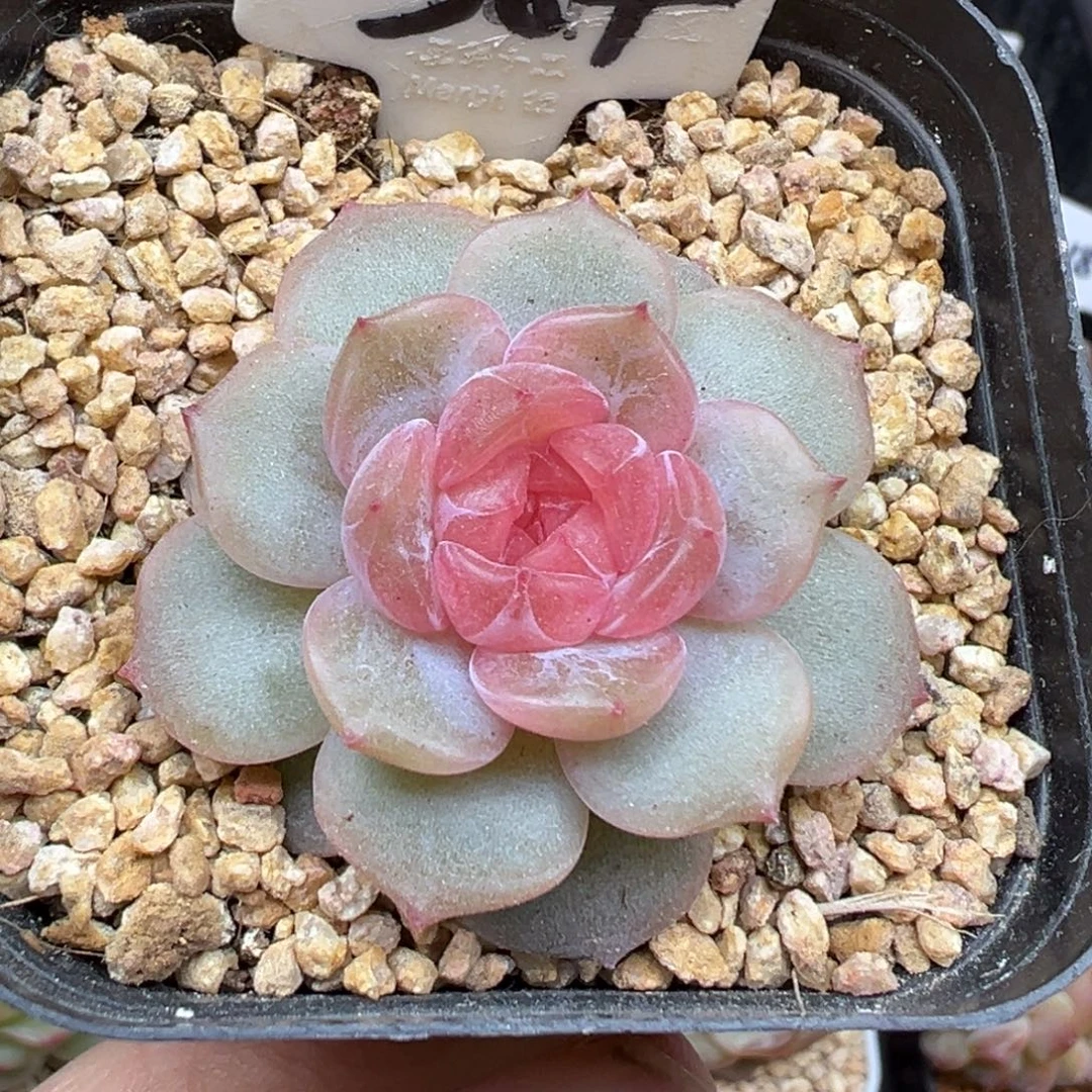 384号粉色恋人 晗雨多肉