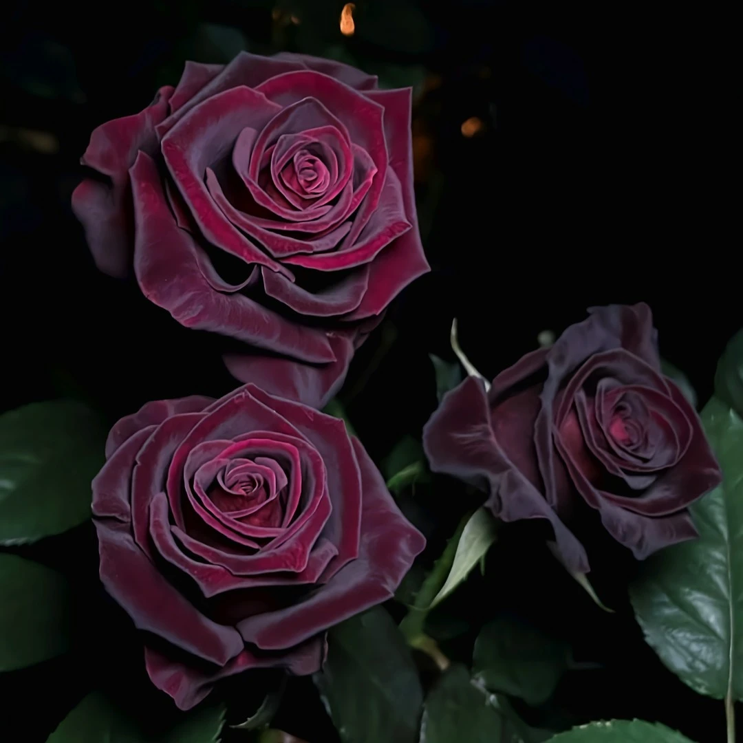 鲜花【黑巴克】优雅单头玫瑰20支 全店任意两单包邮发空运